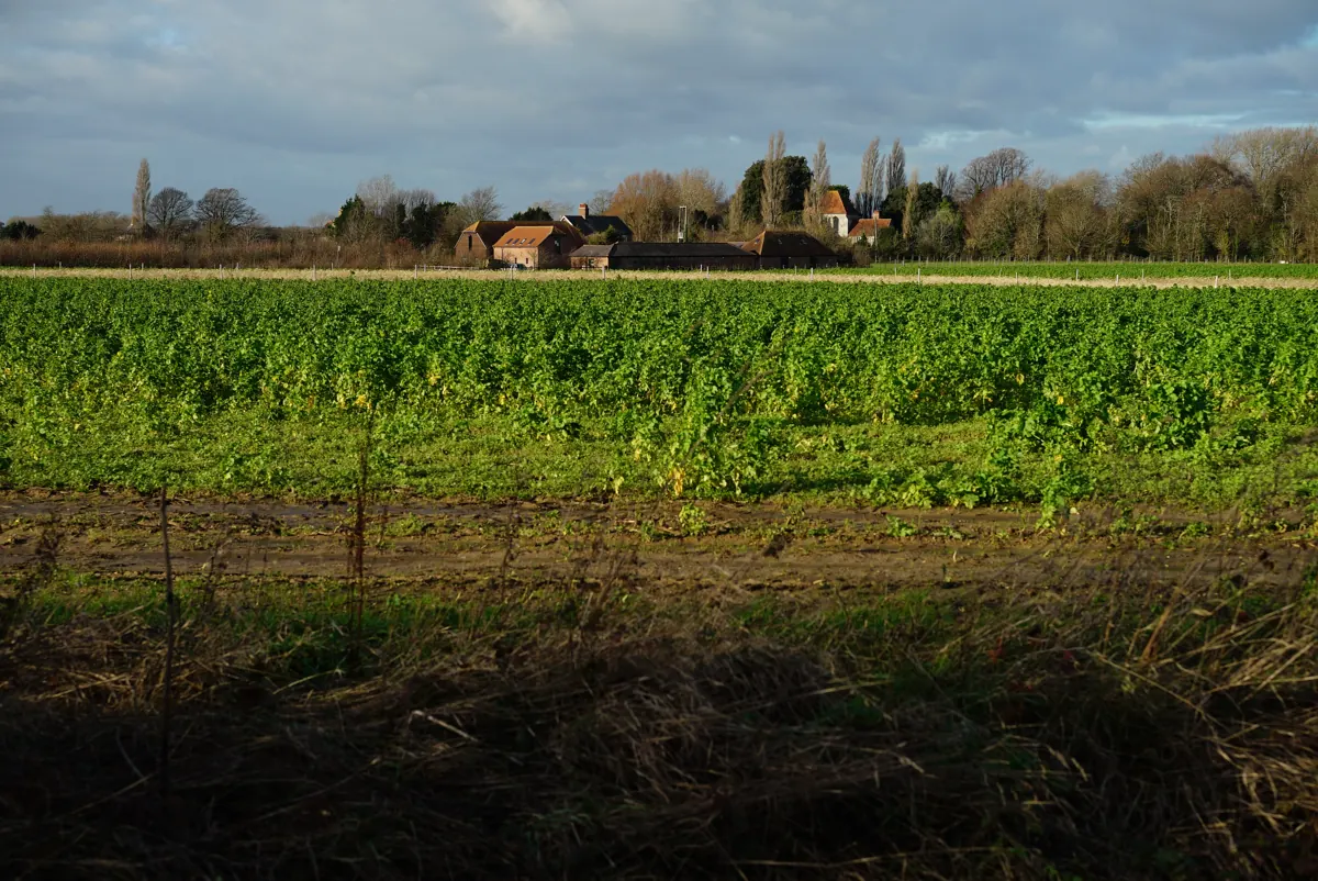 Flat, low-lying fields near Donnington, looking towards Apuldram