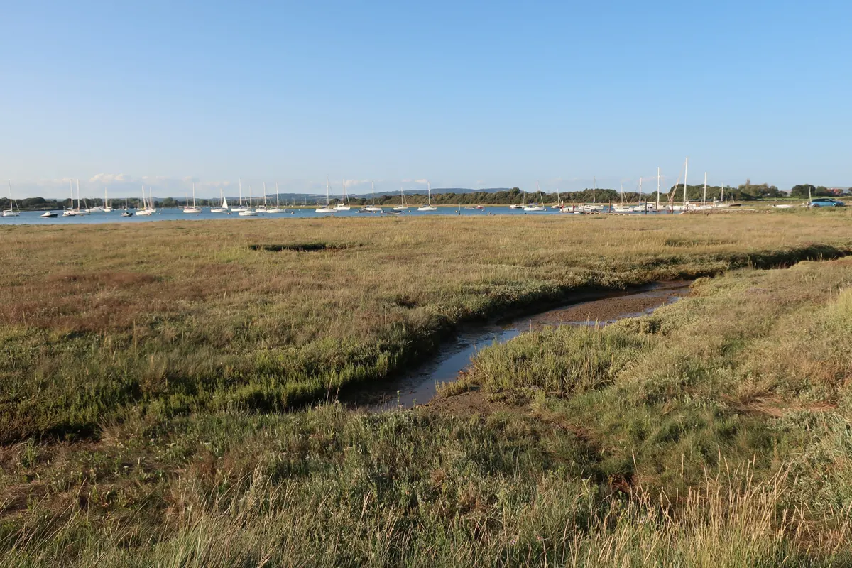 Saltmarsh beside Chichester Harbour near West Itchenor